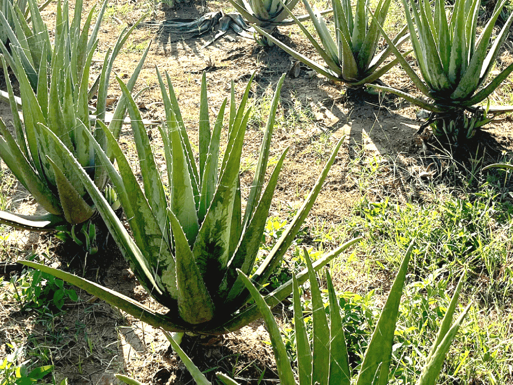 植物エクソソーム